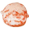 Squishmallows 16 Inch Plush | Livvy The Tie-Dye Starfish